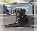 Small #7 Labrador Retriever Mix