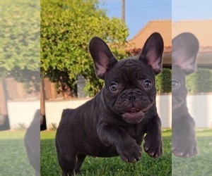 French Bulldog Puppy for Sale in SAN BERNARDINO, California USA