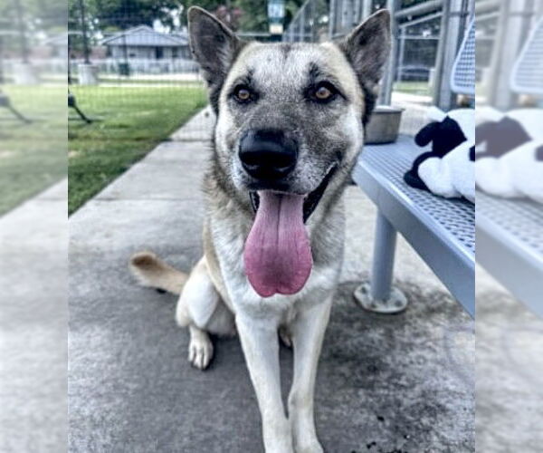 Medium Photo #3 German Shepherd Dog-Unknown Mix Puppy For Sale in Houston, TX, USA