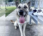Small #2 German Shepherd Dog Mix