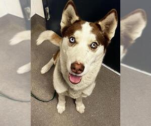 Siberian Husky Dogs for adoption in HESPERIA, CA, USA
