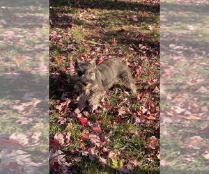 Schnauzer (Miniature) Puppy for sale in CANOGA, NY, USA