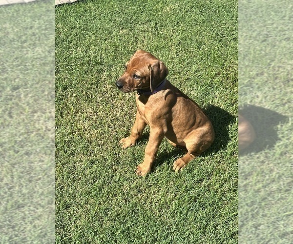 Medium Photo #4 Rhodesian Ridgeback Puppy For Sale in SURPRISE, AZ, USA