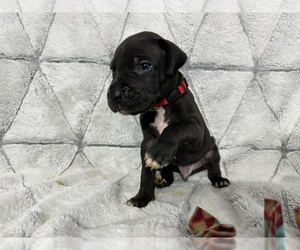 Great Dane Puppy for Sale in CONROE, Texas USA