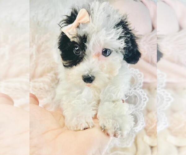 Medium Photo #1 Poodle (Toy) Puppy For Sale in THONOTOSASSA, FL, USA
