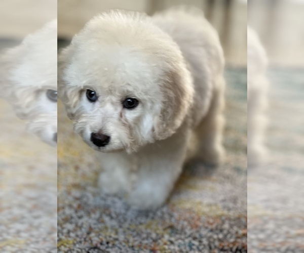Medium Photo #21 Poodle (Miniature) Puppy For Sale in MONTECITO, CA, USA