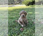Puppy 2 Goldendoodle (Miniature)