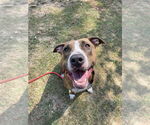Small #30 American Pit Bull Terrier Mix