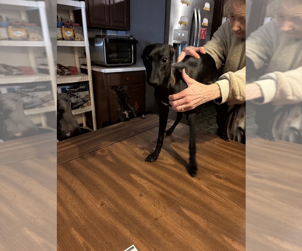 Medium Photo #1 Italian Greyhound Puppy For Sale in STILLWATER, OK, USA