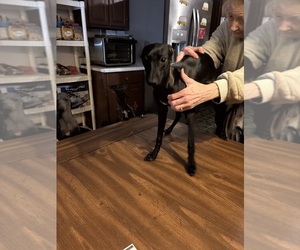 Italian Greyhound Puppy for sale in STILLWATER, OK, USA