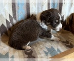 Small #2 Miniature Australian Shepherd