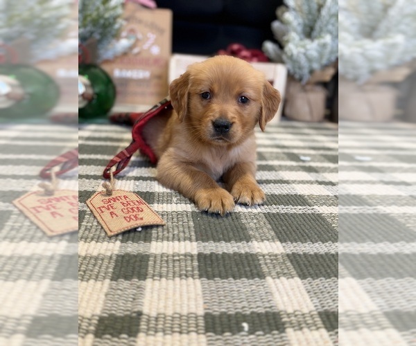 Medium Photo #45 Golden Retriever Puppy For Sale in LAKELAND, FL, USA