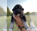 Small Photo #5 German Shepherd Dog-Siberian Husky Mix Puppy For Sale in BRIDGETON, NJ, USA