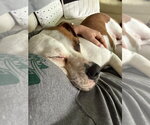 Small #6 American Pit Bull Terrier Mix