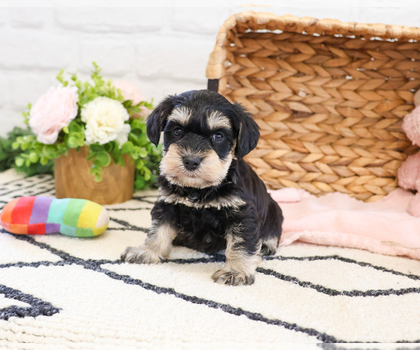 Medium Photo #5 Schnauzer (Miniature) Puppy For Sale in SYRACUSE, IN, USA