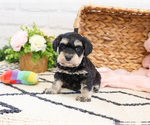 Small #4 Schnauzer (Miniature)
