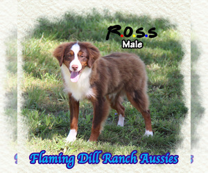 Miniature Australian Shepherd Puppy for sale in FORESTBURG, TX, USA