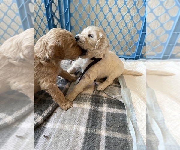 Medium Photo #4 Goldendoodle Puppy For Sale in SAN ANTONIO, TX, USA