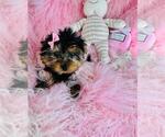 Small #2 Yorkshire Terrier