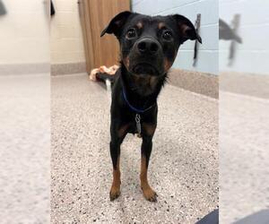 Chipin Dogs for adoption in Fort Collins, CO, USA