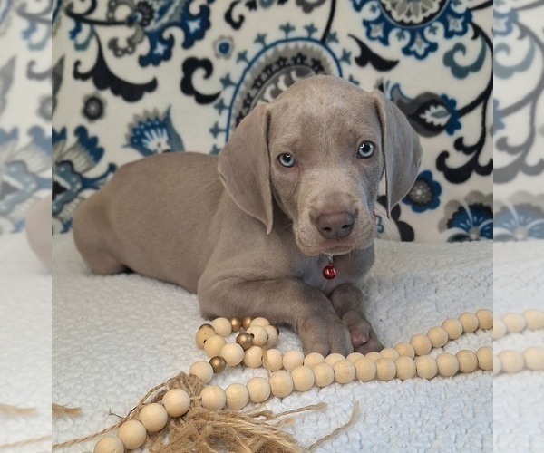 Medium Photo #10 Weimaraner Puppy For Sale in LEWISBURG, KY, USA