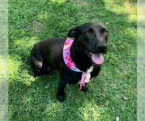 Labrador Retriever-Unknown Mix Dogs for adoption in Brewster, NY, USA