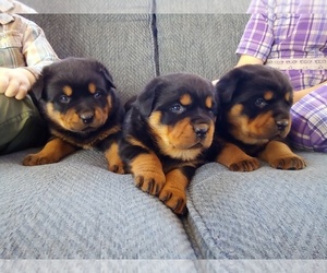 Rottweiler Puppy for sale in SHIPPENSBURG, PA, USA