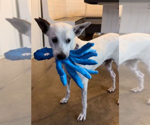 Medium Photo #7 Mutt Puppy For Sale in Queen Creek, AZ, USA