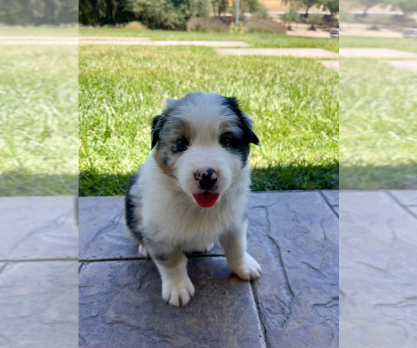Medium Photo #8 Australian Shepherd Puppy For Sale in PASO ROBLES, CA, USA