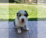 Small #4 Australian Shepherd