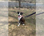 Small #8 Jack Russell Terrier Mix