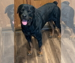 Small #2 Rottweiler