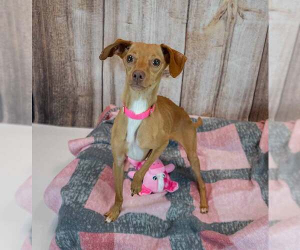 Medium Photo #4 Dachshund-Italian Greyhound Mix Puppy For Sale in Kennesaw, GA, USA