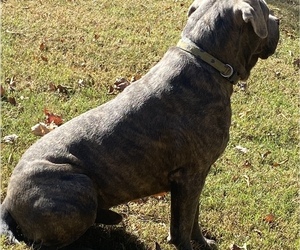 Father of the Cane Corso puppies born on 09/27/2022