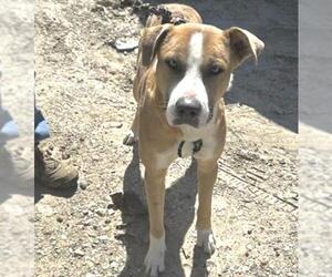 Labrador Retriever-Unknown Mix Dogs for adoption in Houston, TX, USA