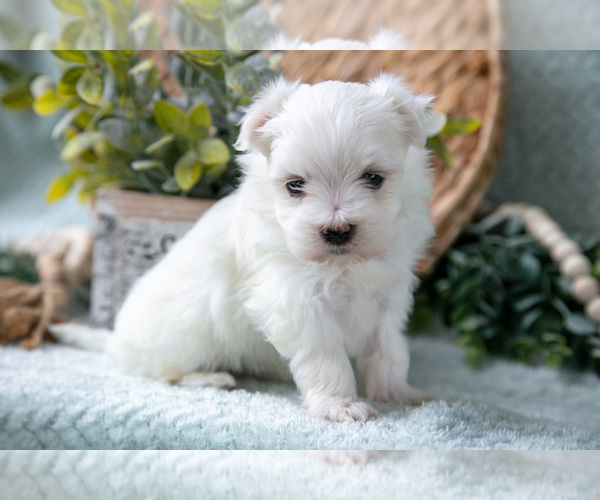 Medium Photo #16 Maltese Puppy For Sale in HOLMESVILLE, OH, USA