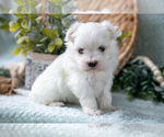 Small Photo #16 Maltese Puppy For Sale in HOLMESVILLE, OH, USA