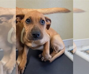 Labrador Retriever-Unknown Mix Dogs for adoption in Lakewood, CO, USA