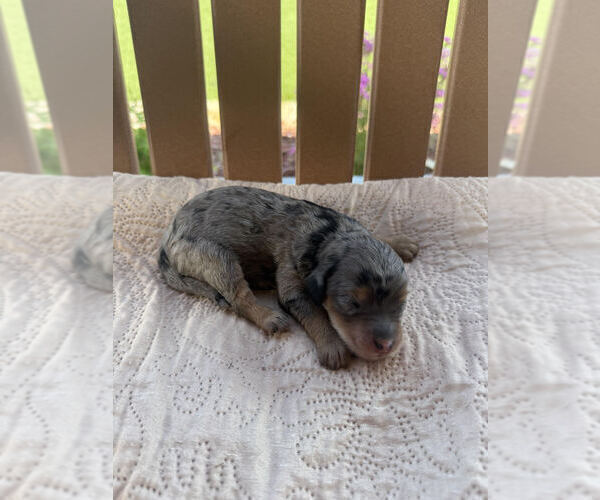 Medium Photo #1 Bernedoodle Puppy For Sale in CASTLE ROCK, CO, USA