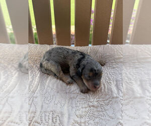 Medium Bernedoodle