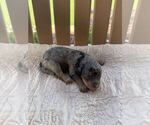 Puppy Aphrodite Bernedoodle
