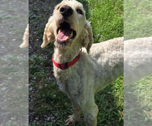 Mutt Dogs for adoption in Glen Allen, VA, USA