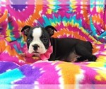Small Photo #5 Boston Terrier Puppy For Sale in LANCASTER, PA, USA