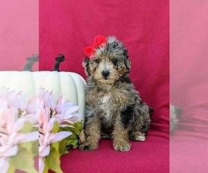 Cavapoo-Poodle (Miniature) Mix Puppy for sale in COCHRANVILLE, PA, USA