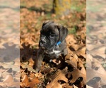 Small Photo #2 Boxer Puppy For Sale in HUNTSVILLE, AR, USA