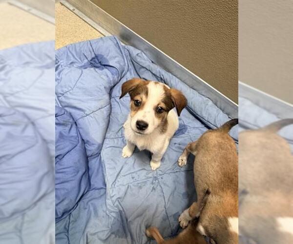Medium Photo #1 Siberian Husky-Unknown Mix Puppy For Sale in San Antonio, TX, USA