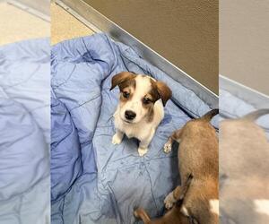 Siberian Husky-Unknown Mix Dogs for adoption in San Antonio, TX, USA