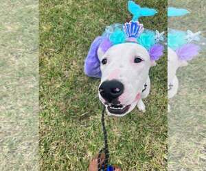Sweet Pea - Female Mutt Dog for Adoption