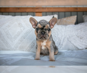 French Bulldog Litter for sale in MIDDLEBURY, IN, USA