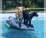 Small Photo #6 Chihuahua-Labrador Retriever Mix Puppy For Sale in McDonough, GA, USA